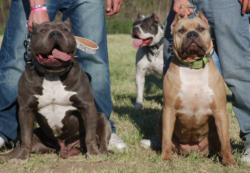 VIDEO Extreme Pitbulls Bossykennels VelocidadMaxi