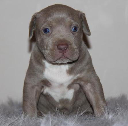 BLUE PITBULL PUPPIES FOR SALE