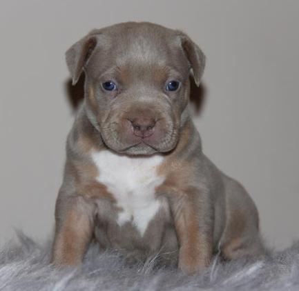 BLUE PITBULL PUPPIES FOR SALE