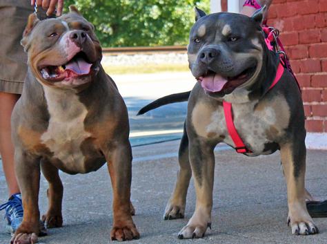 BLUE PITBULL PUPPIES FOR SALE