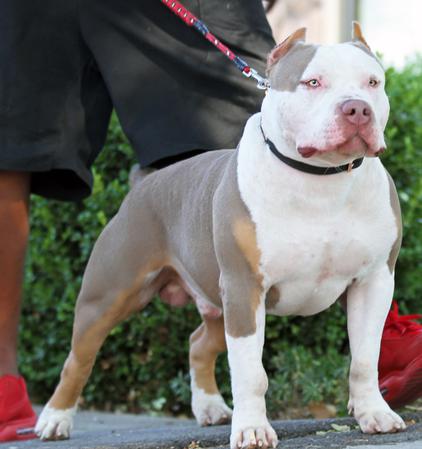 BLUE PITBULL PUPPIES FOR SALE