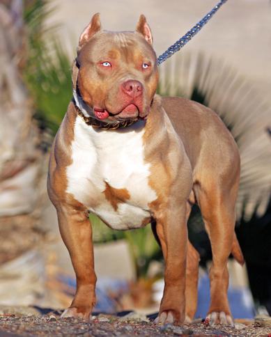 BLUE PITBULL PUPPIES FOR SALE