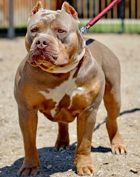 Blue Pitbull Puppies For Sale