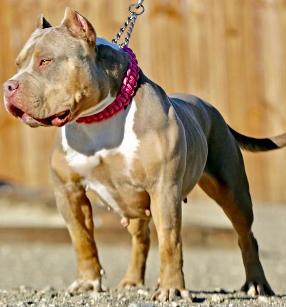 Blue Pitbull Puppies For Sale