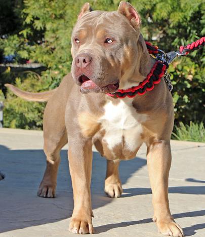 XXL BULLY FEMALE PITBULLS GIANT XTREME BLUE PITS