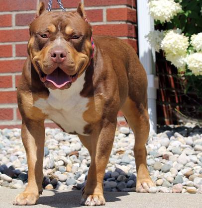 XXL BULLY FEMALE PITBULLS GIANT XTREME BLUE PITS