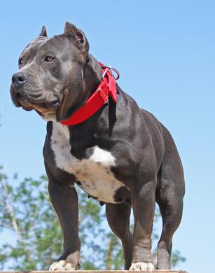 XXL BULLY FEMALE PITBULLS GIANT XTREME BLUE PITS