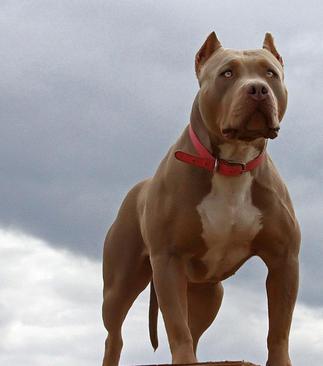 XXL BULLY FEMALE PITBULLS GIANT XTREME BLUE PITS