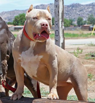 XXL BULLY FEMALE PITBULLS GIANT XTREME BLUE PITS