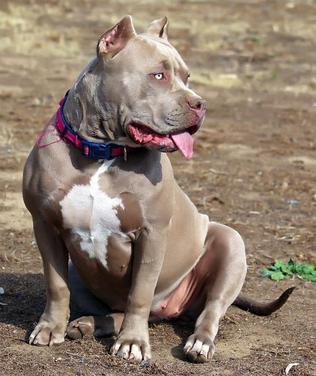 XXL BULLY FEMALE PITBULLS GIANT XTREME BLUE PITS