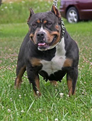 XXL BULLY FEMALE PITBULLS GIANT XTREME BLUE PITS