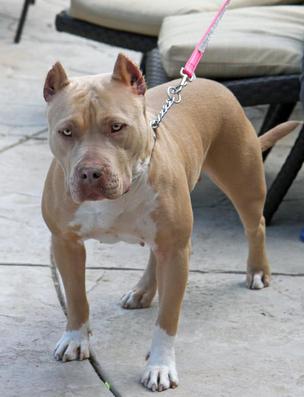 XXL BULLY FEMALE PITBULLS GIANT XTREME BLUE PITS