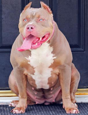 XXL BULLY FEMALE PITBULLS GIANT XTREME BLUE PITS