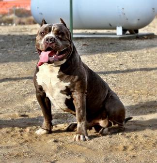 HUGE 100 POUND XXL LARGE MALE PITBULLS BULLY XTREME