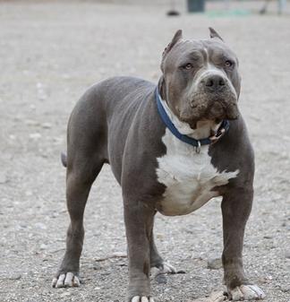 HUGE 100 POUND XXL LARGE MALE PITBULLS BULLY XTREME