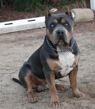 HUGE 100 POUND XXL LARGE MALE PITBULLS BULLY XTREME