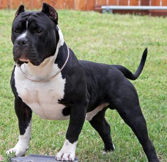 HUGE 100 POUND XXL LARGE MALE PITBULLS BULLY XTREME