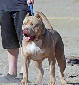 HUGE 100 POUND XXL LARGE MALE PITBULLS BULLY XTREME