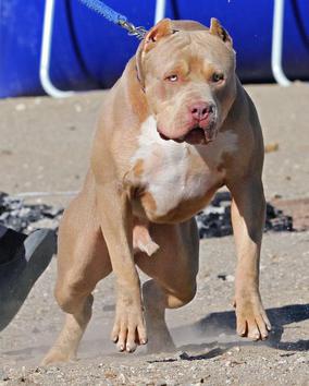 HUGE 100 POUND XXL LARGE MALE PITBULLS BULLY XTREME