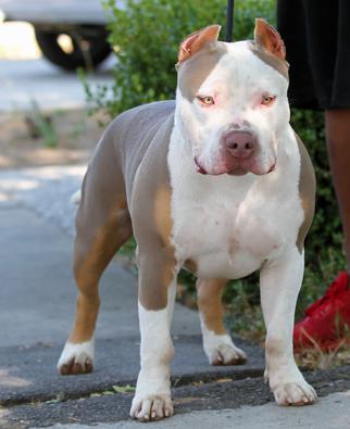 HUGE 100 POUND XXL LARGE MALE PITBULLS BULLY XTREME