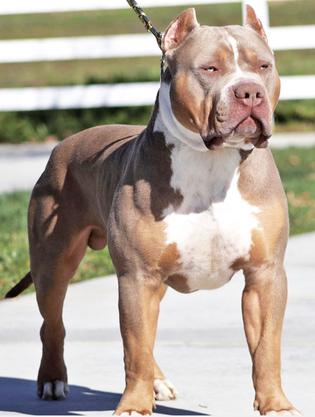 HUGE 100 POUND XXL LARGE MALE PITBULLS BULLY XTREME