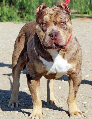 HUGE 100 POUND XXL LARGE MALE PITBULLS BULLY XTREME