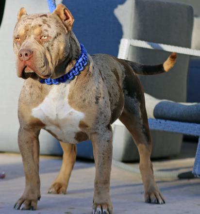 HUGE 100 POUND XXL LARGE MALE PITBULLS BULLY XTREME