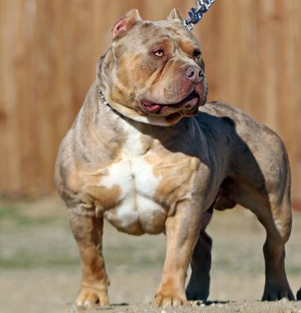 Huge 100 Pound Xxl Large Male Pitbulls Bully Xtreme