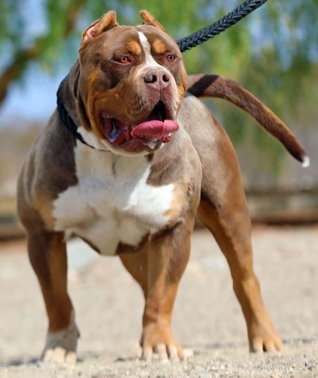 HUGE 100 POUND XXL LARGE MALE PITBULLS BULLY XTREME