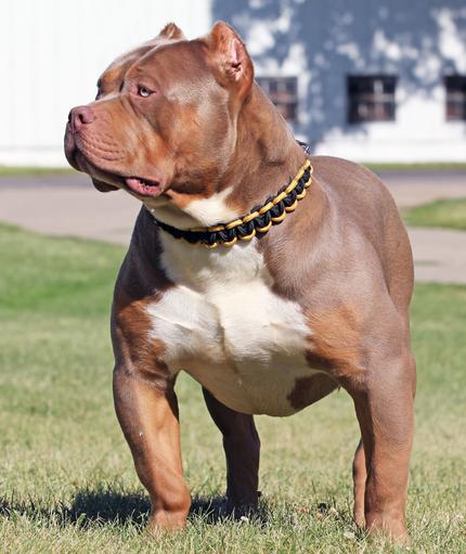 HUGE 100 POUND XXL LARGE MALE PITBULLS BULLY XTREME