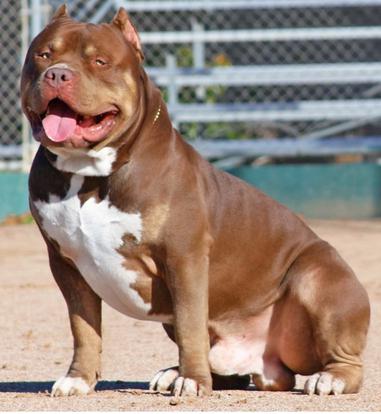 PITBULL PUPPIES BIG PUPS XL BLUE