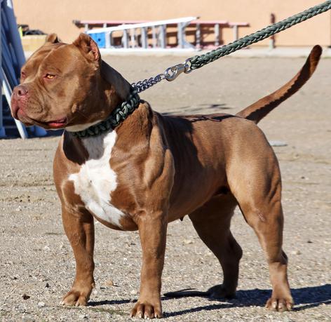 PITBULL PUPPIES BIG PUPS XL BLUE