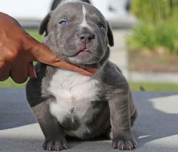 champion pitbull puppies for sale
