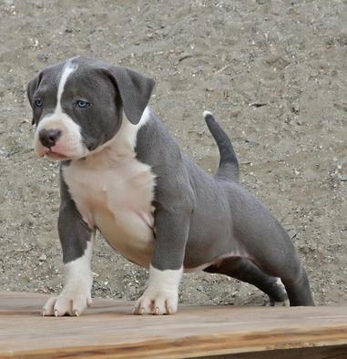 XXL Blue Pitbulls Biggest Pitbull Puppies Kennel